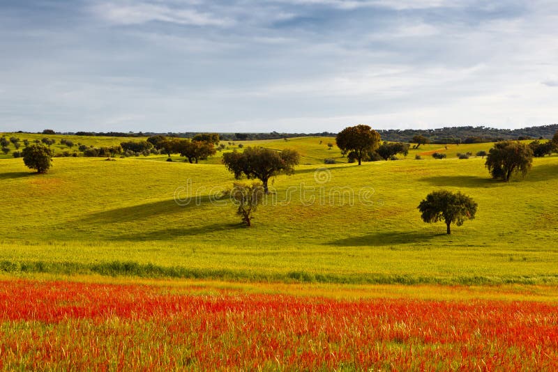 Greenfield at the beginning of spring. royalty free stock images