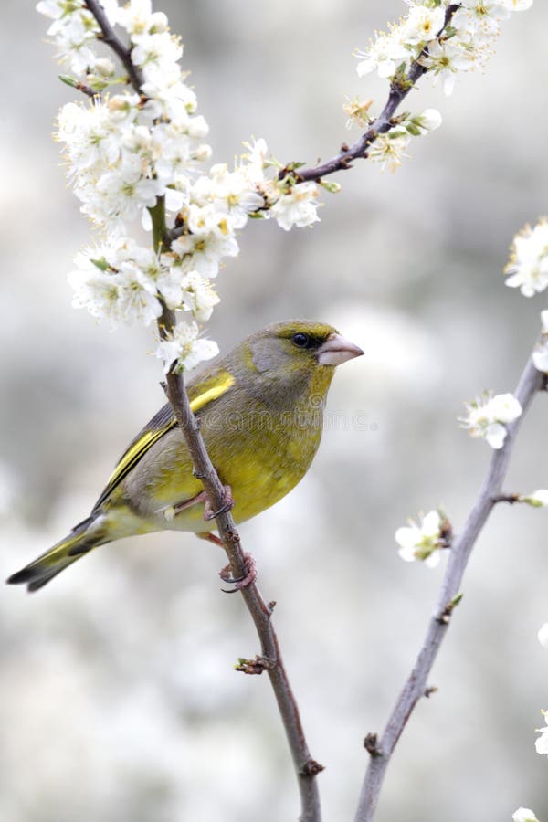 Greenfinch, Carduelis Chloris lizenzfreie stockfotografie Greenfinch, Carduelis Chloris lizenzfreie stockfotografie