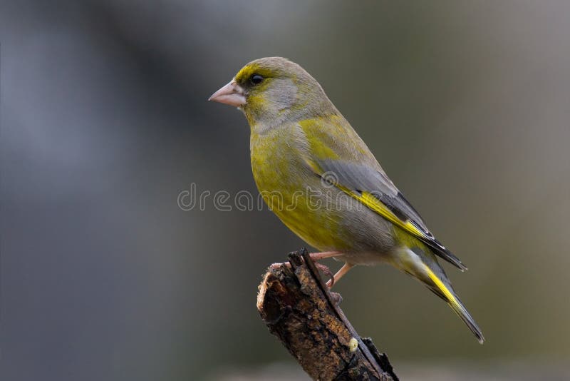 Greenfinch (Carduelis chloris)