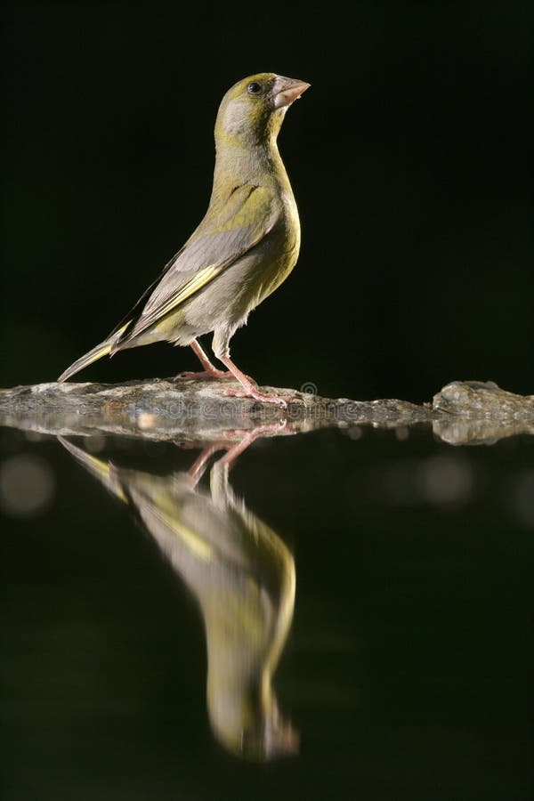 Greenfinch Carduelischloris fotografering för bildbyråer Greenfinch Carduelischloris fotografering för bildbyråer