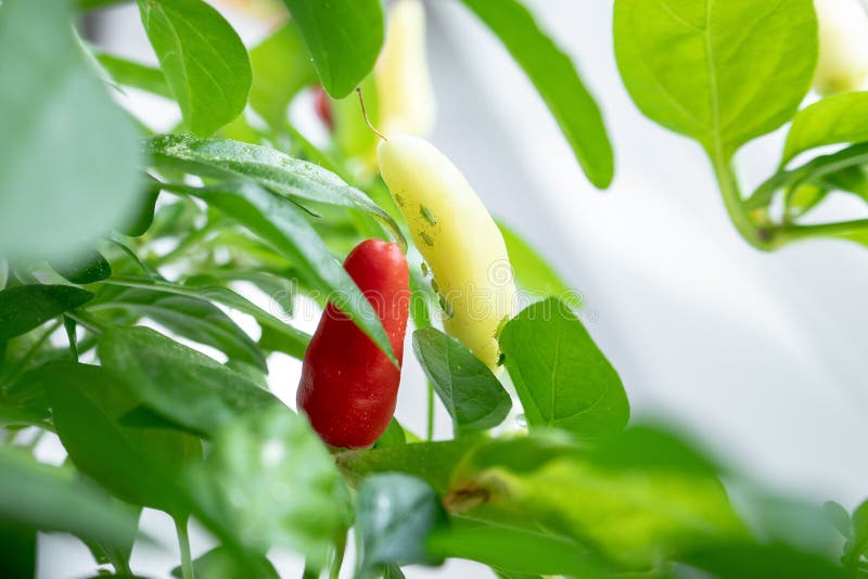 Greenflies aphids - dangeroues insects on yellow and red small chilli peppers destroying the plant and gardening