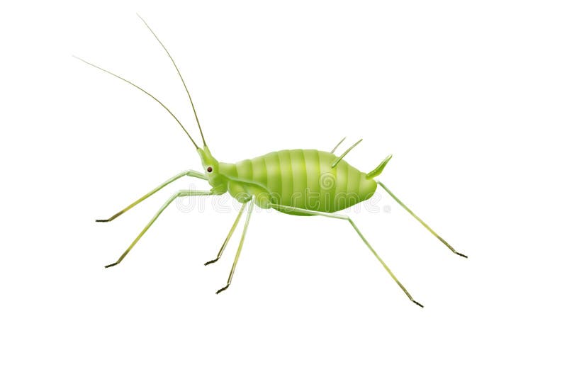 Greenfly stock illustration Illustration of summer spring 64241484