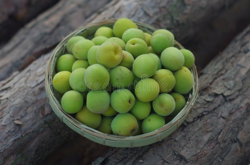 greengage fotografering för bildbyråer greengage fotografering för bildbyråer