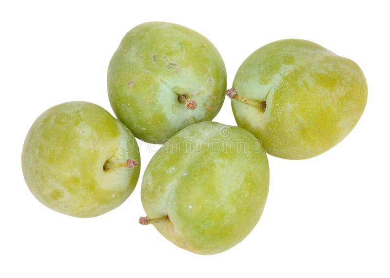Greengage Plums stock photo. Image of tasty, natural 59709420