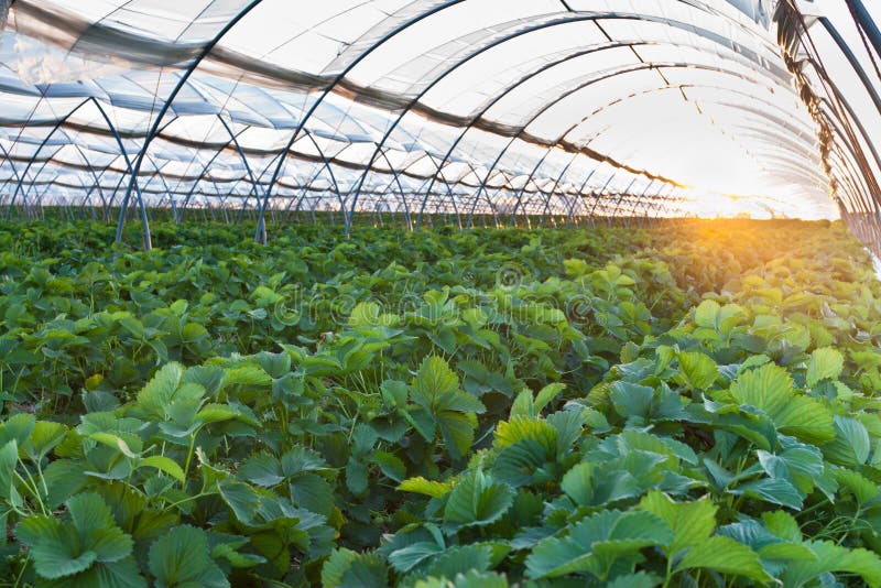 Greenhouse. Sunset over agricultural greenhouse field royalty free stock photos