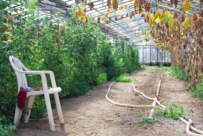 Invernadero plantas de ancho frijoles calabaza.