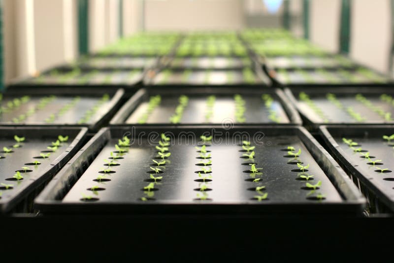 Plants growing in a greenhouse