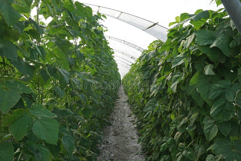 Greenhouse With Bean Plants Stock Image Image of earth, garden 40380175