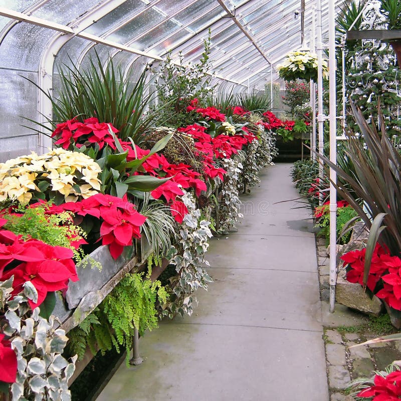 Inside the Greenhouse at Christmas