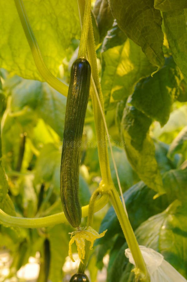 Greenhouse cucumber