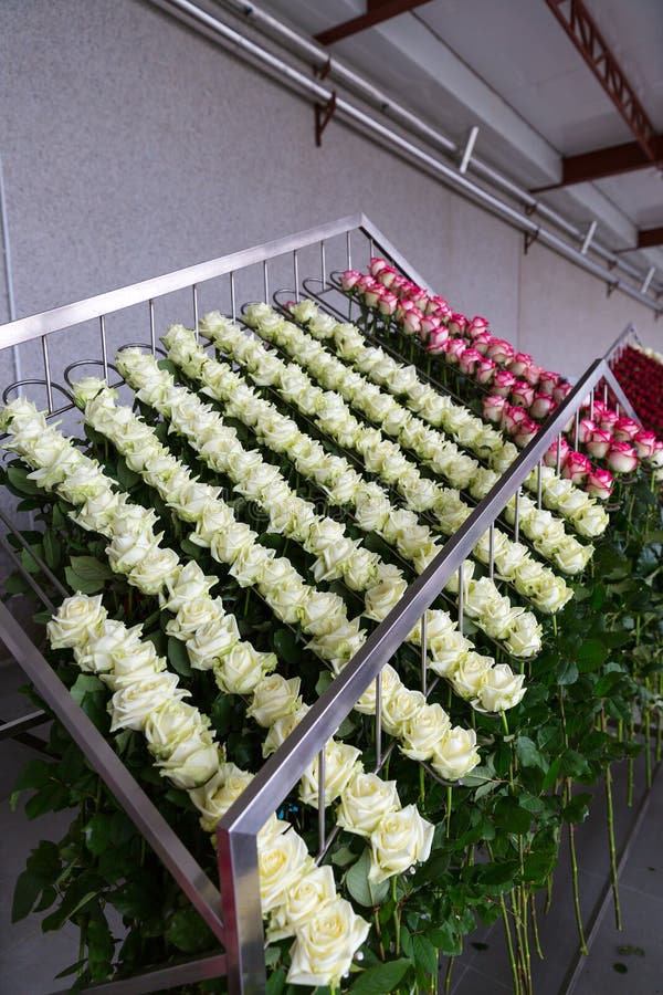 Greenhouse cut roses stock image. Image of holiday, flora 63530463