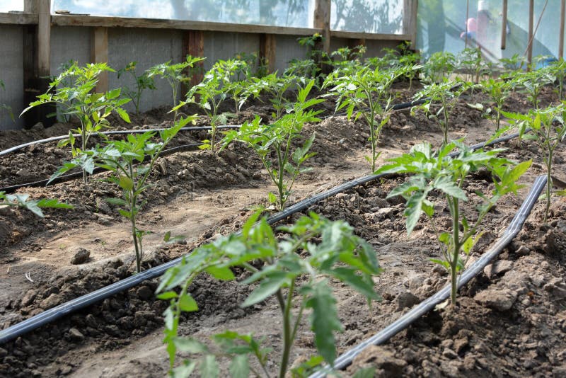 Greenhouse with Drip Irrigation when Growing Tomatoes Stock Photo