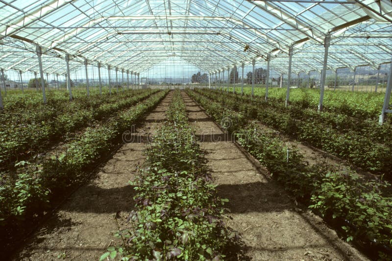 Greenhouse Filled with Rose Plants Stock Image Image of cultivation
