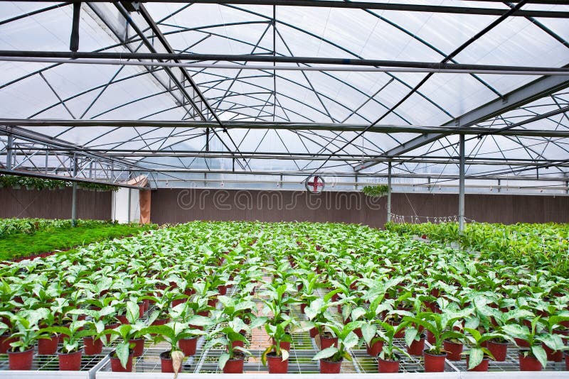 Greenhouse interior