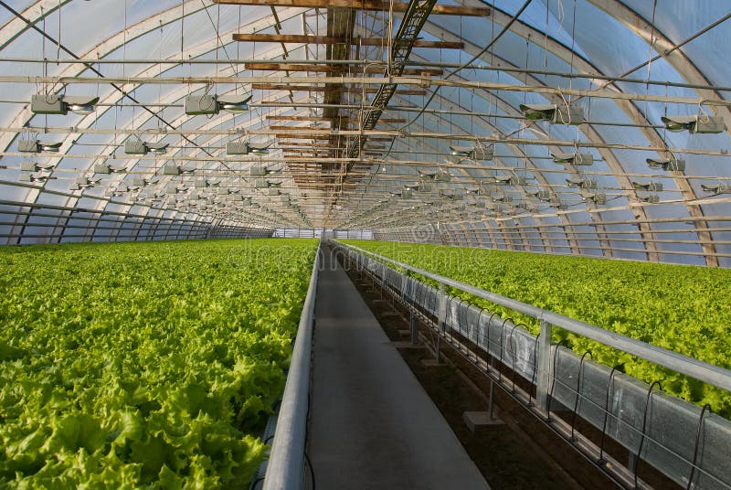 Greenhouse lettuce stock image. Image of efficiency, engineering 34196265