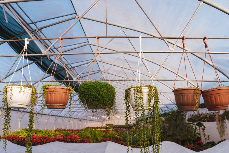 Greenhouse with Lot of Plants in Pots. Stock Image Image of green