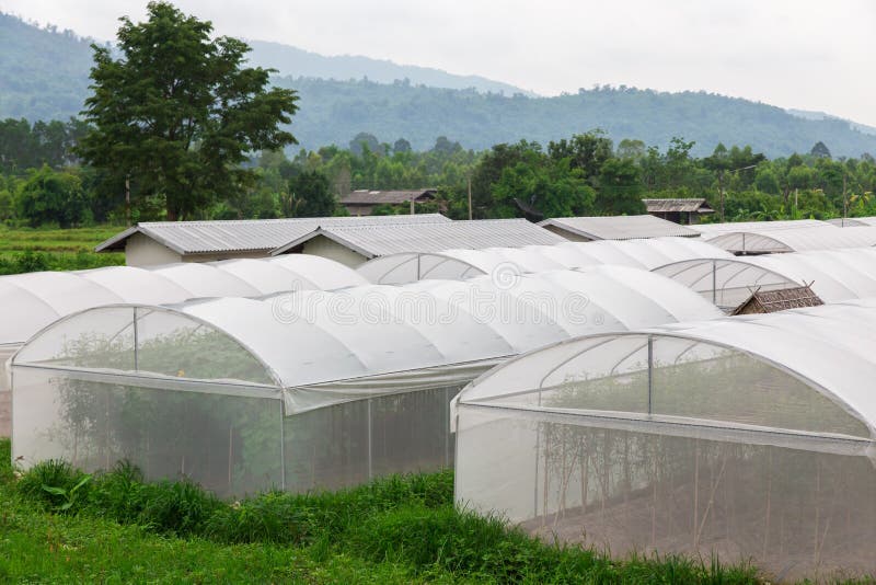 Greenhouse , Melon Farm at Thailand Stock Photo Image of farming