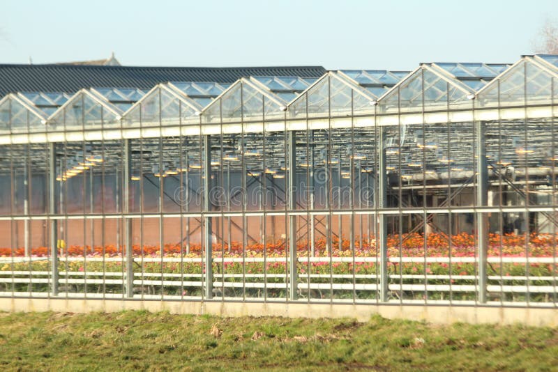 Greenhouse in Nieuwerkerk aan den Ijssel in the Netherlands with growing all colors of Gerbera flowers royalty free stock photography Greenhouse in Nieuwerkerk aan den Ijssel in the Netherlands with growing all colors of Gerbera flowers royalty free stock photography