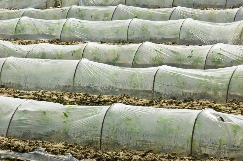 Greenhouse Nursery