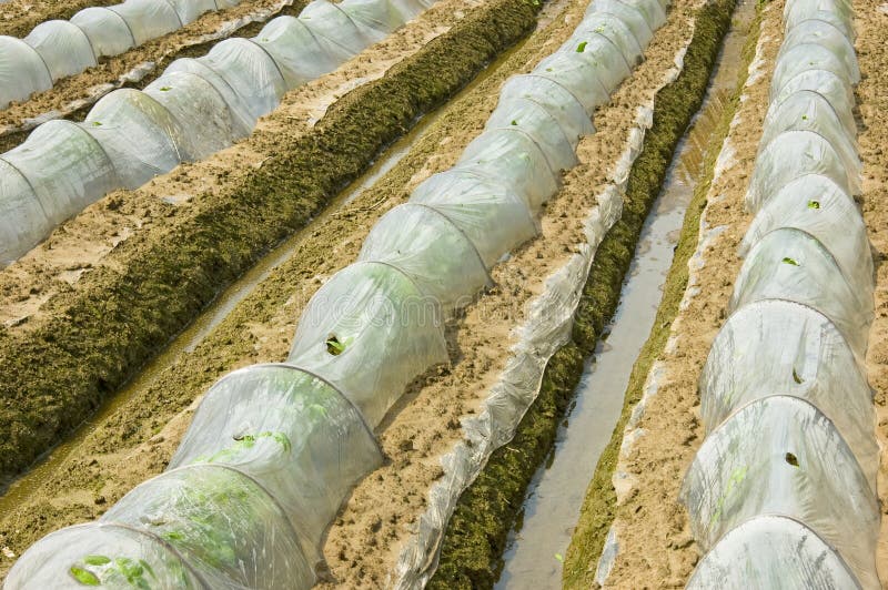 Greenhouse Nursery