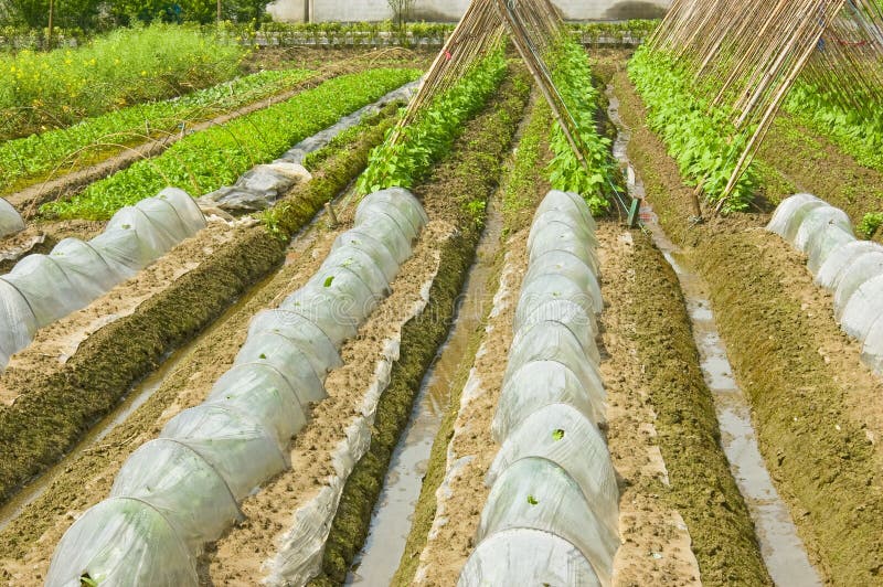 Greenhouse Nursery