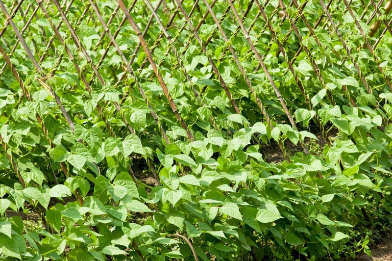 Greenhouse Nursery