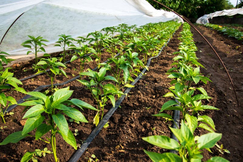 6,008 Drip Irrigation Photos - Free & Royalty-Free Stock Photos from  Dreamstime