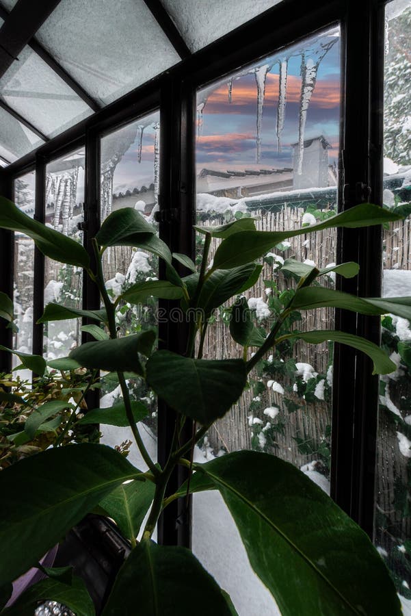 Greenhouse with Plants and Cold Outside. Stock Photo Image of scenic