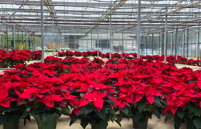 Greenhouse poinsettia red Christmas flower