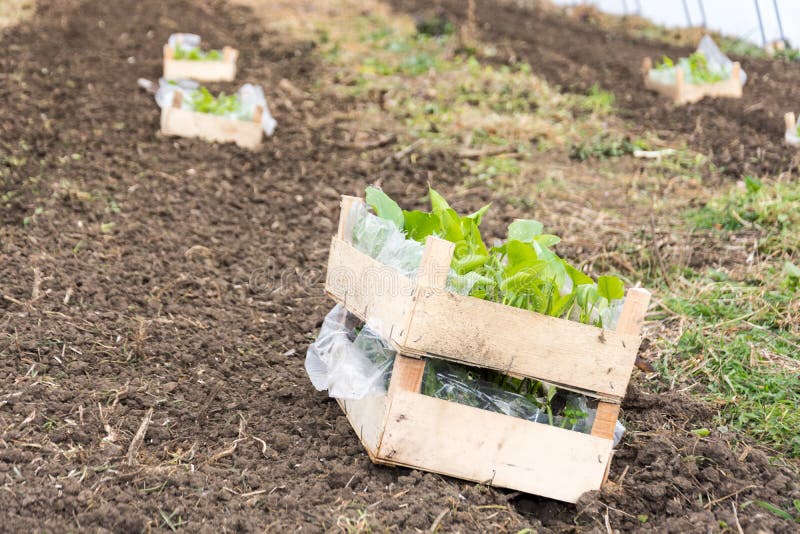 Greenhouse Prepared for Planting Flowers Stock Photo Image of