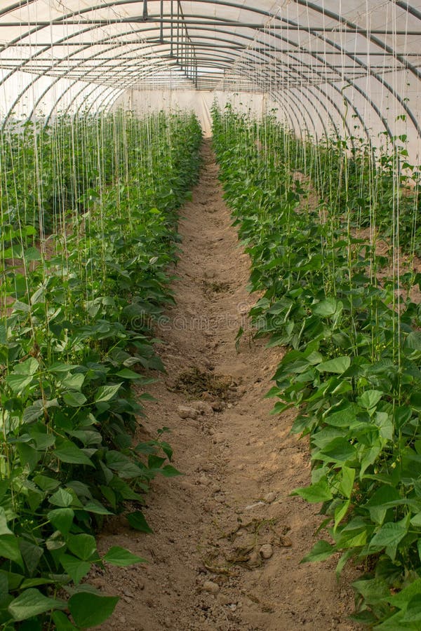 A greenhouse in Qatar stock photo. Image of garden, food 242743072