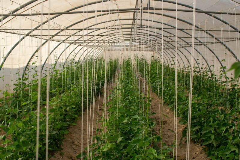 A greenhouse in Qatar stock image. Image of agricultural 242743085