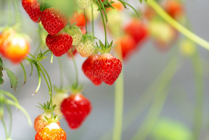 Greenhouse with rows of ripe big red lambada strawberries plants, ready for harvest, sweet tasty organic berry