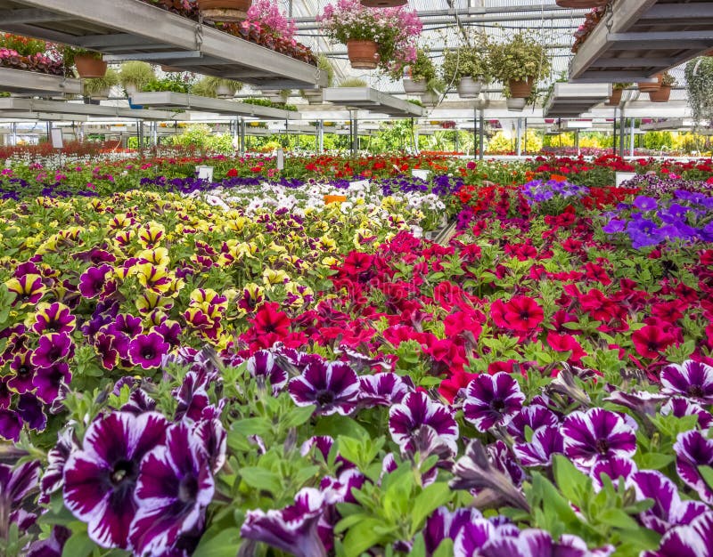Greenhouse scenery stock image. Image of glass, indoor 156692307