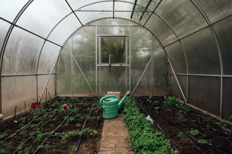 Greenhouse with Seedlings in the Spring Stock Photo Image of farming