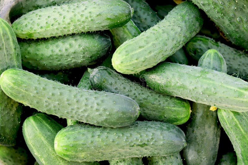 293,161 Organic Cucumber Stock Photos - Free & Royalty-Free Stock Photos  from Dreamstime