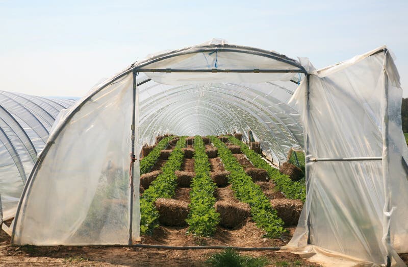Greenhouse with strawberry plants stock photos