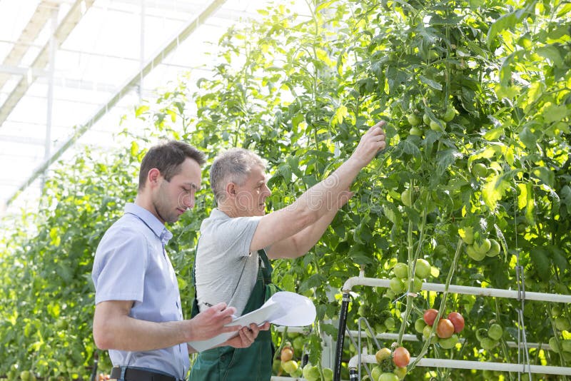 Supervisor making report while farmer showing tomatoes in greenhouse royalty free stock images Supervisor making report while farmer showing tomatoes in greenhouse royalty free stock images