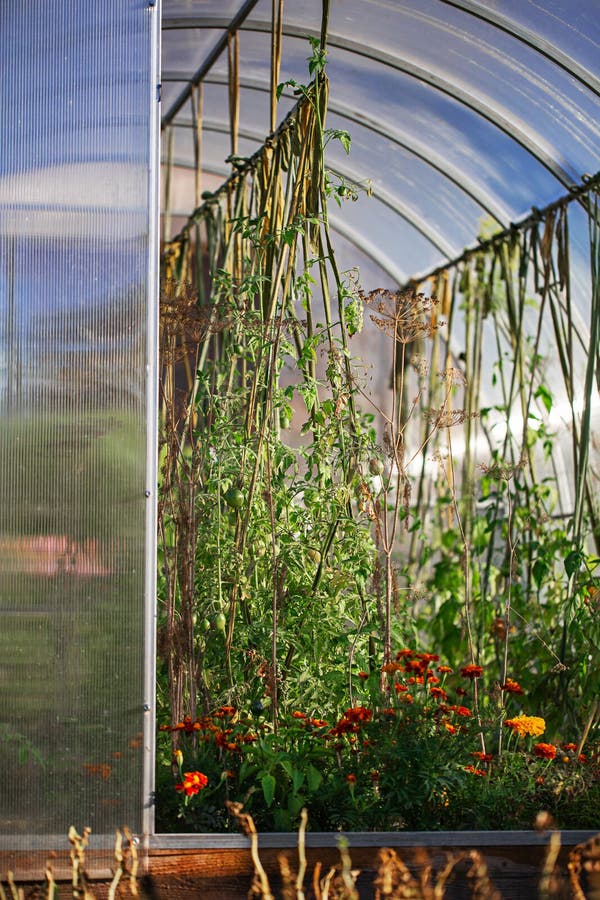 Greenhouse tomatoes stock photo. Image of earthy, farming 3073600