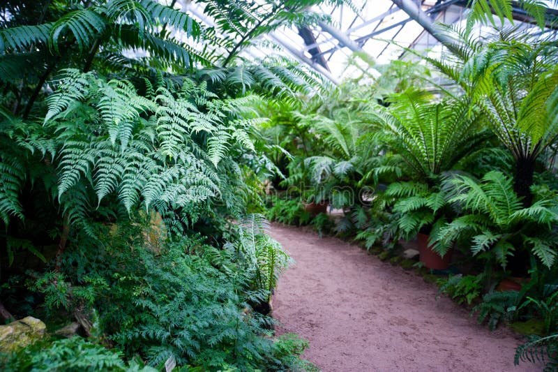 Greenhouse of tropical fern plants, Botanical stock images Greenhouse of tropical fern plants, Botanical stock images
