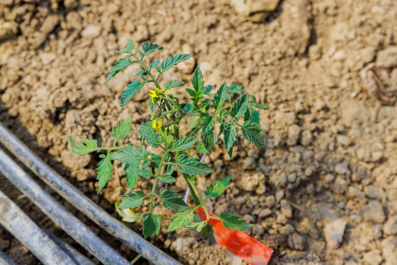 The Young Tomato Seedlings are Growing in the Soil at the Greenhouse As
