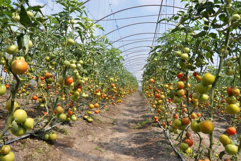 Greenhouses for growing tomatoes stock photos Greenhouses for growing tomatoes stock photos