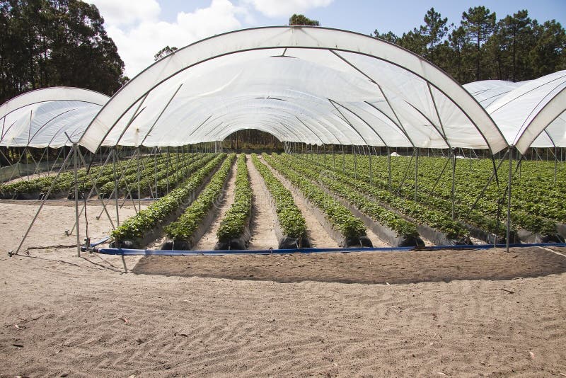 Greenhouses holding strawberries