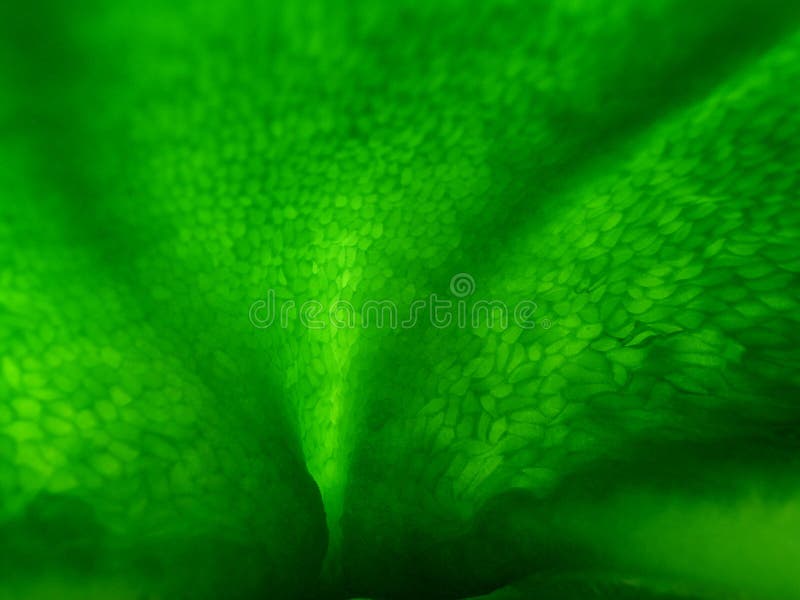 Greeninsidapeppar fotografering för bildbyråer