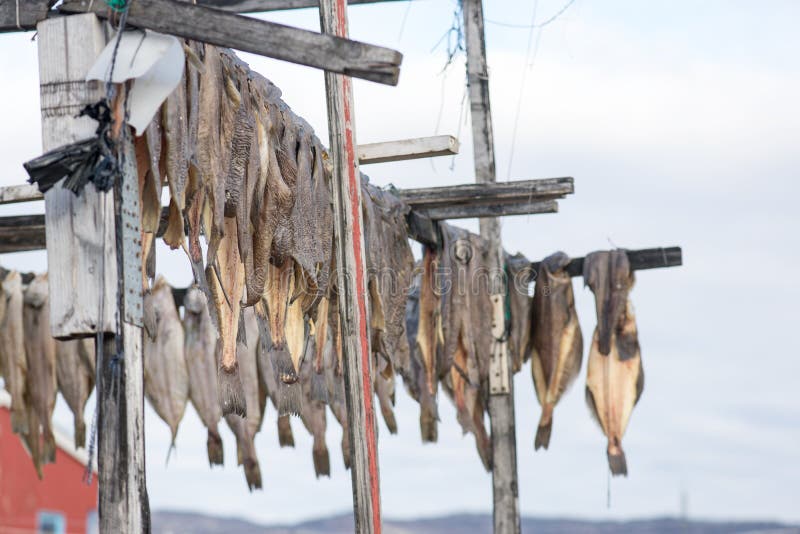 Greenland halibut drying on a wooden rack