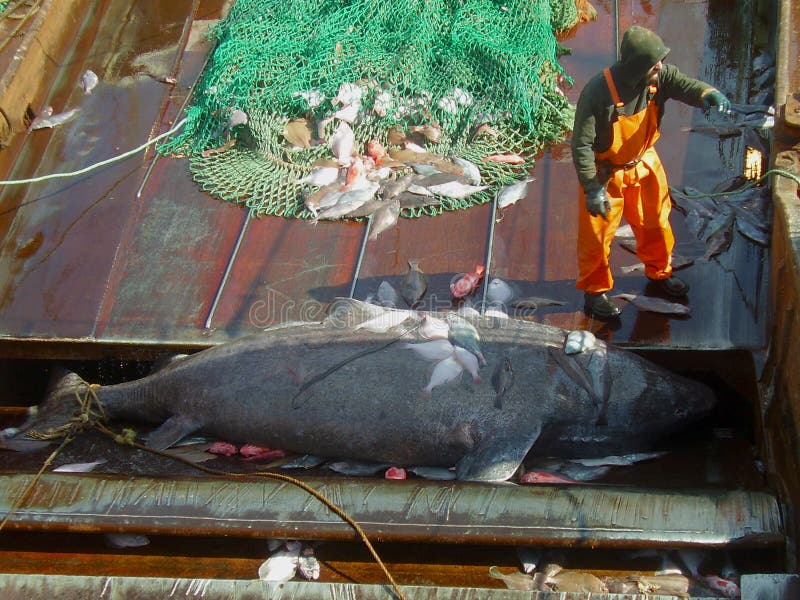 Greenland rekinu Somniosus microcephalus łapiący dolnym trawlerem w północnym atlantyku nawadnia obrazy stock