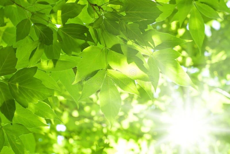 Greenleaves royaltyfria bilder