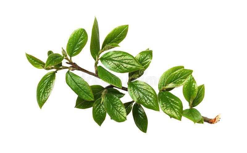 greenleaves fattar arkivfoto greenleaves fattar arkivfoto