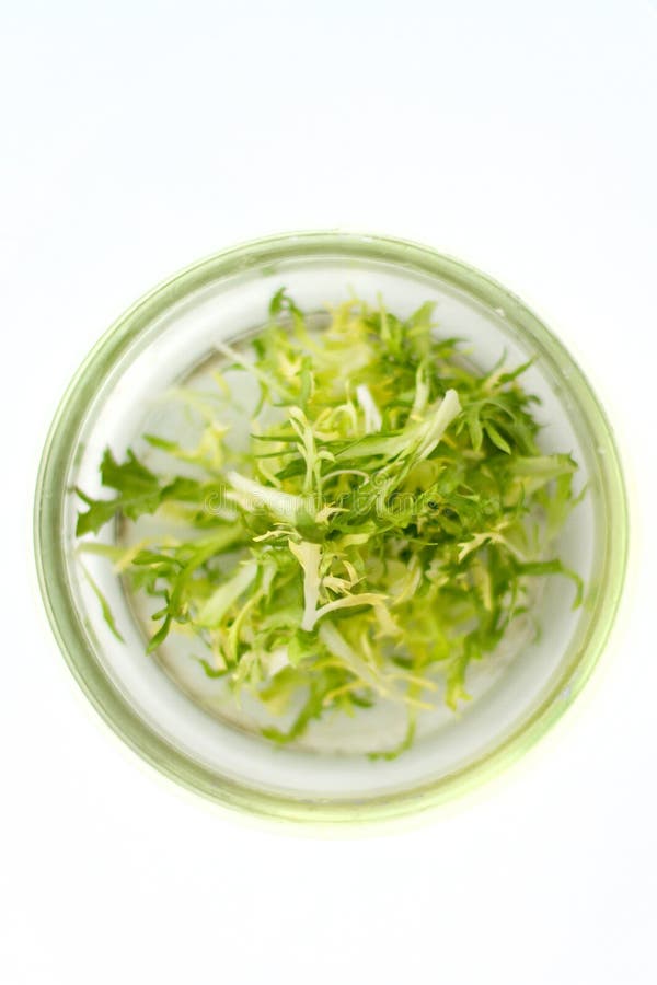 Greens stock image. Image of calories, green, diet, fresh 28596155