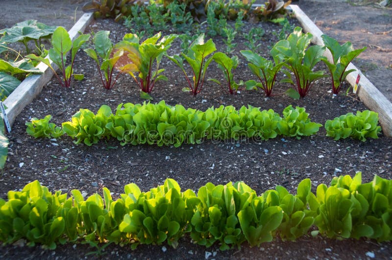 Greens Growing in Community Garden stock images Greens Growing in Community Garden stock images